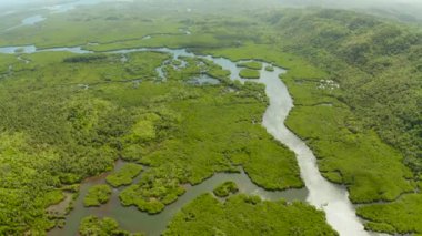 Mangrove ormanının ve nehrin havadan görünüşü.