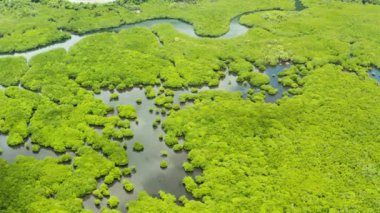 Mangrove ormanının ve nehrin havadan görünüşü.