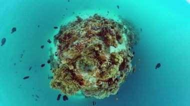 Mercan kayalıkları ve tropikal balıklar. Bohol, Filipinler.