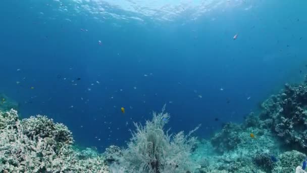 Korallzátony halakkal a víz alatt. Bohol, Fülöp-szigetek. — Stock videók