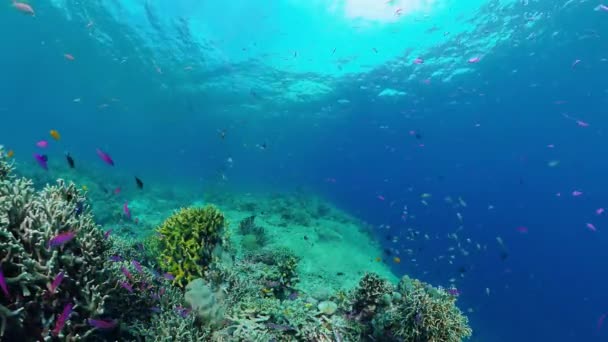 Le monde sous-marin d'un récif corallien. Panglao, Philippines. — Video