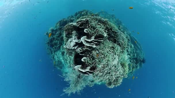 Arrecife de coral con peces bajo el agua. Bohol, Filipinas. — Vídeo de stock