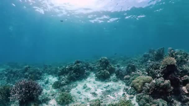 Korallrev och tropisk fisk under vatten. Panglao, Filippinerna. — Stockvideo