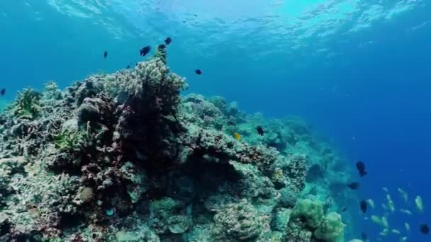 Suyun altında balıklı mercan kayalıkları. Bohol, Filipinler. — Stok video