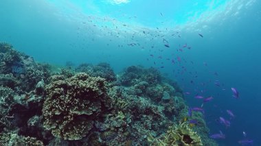 Mercan kayalıkları ve tropikal balıklar. Panglao, Filipinler.