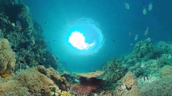 Suyun altında balıklı mercan kayalıkları. Bohol, Filipinler. — Stok fotoğraf