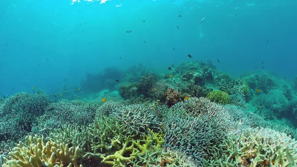 El mundo submarino de un arrecife de coral. Panglao, Filipinas. — Foto de Stock