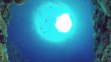 Mercan kayalıkları ve tropikal balıklar. Panglao, Filipinler. 4k video.