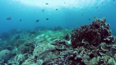 Suyun altında balıklı mercan kayalıkları. Bohol, Filipinler. 4k video.