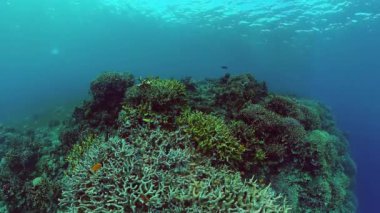 Mercan kayalıkları ve tropikal balıklar. Panglao, Filipinler. 4k video.