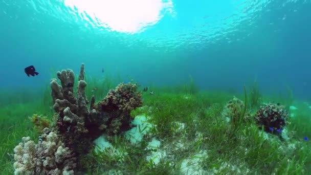 Кораловий риф і тропічна риба під водою. Бохол, Панглао, Філіппіни. 4k відео. — стокове відео