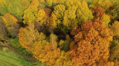 Sonbahar ormanı ve kırsal kesimde tarlalar. Sonbaharda sarı yapraklı ağaçlar. Sonbahar manzarası, yukarıdan manzara.