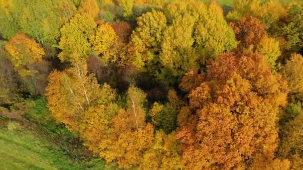 Sonbahar ormanı ve kırsal kesimde tarlalar. Sonbaharda sarı yapraklı ağaçlar. Sonbahar manzarası, yukarıdan manzara. — Stok video