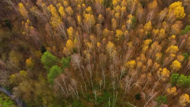 Floresta decídua, vista superior. Coroas de árvores com folhagem amarela. Voo sobre a floresta de outono. — Vídeo de Stock