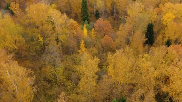 Yellow crown of trees in a beautiful forest in autumn. Indian summer.Deciduous forest, top view. — Stock Video