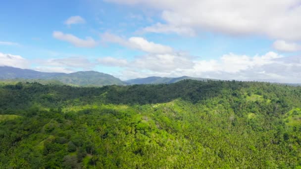 La forêt tropicale aux Philippines. — Video