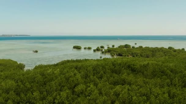 Mangrove bos op een koraal rif Filippijnen, Palawan — Stockvideo