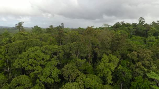 La forêt tropicale aux Philippines. — Video