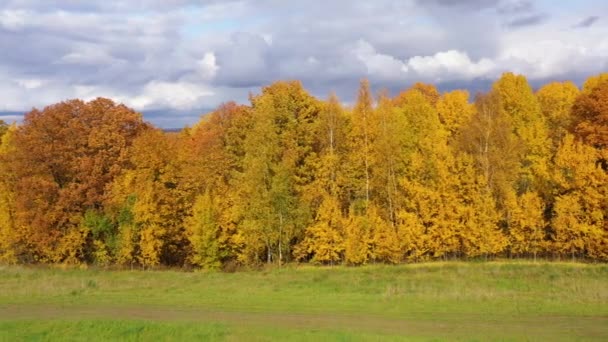 Őszi erdő és zöld rét. Sárga lombozatú fák napsütéses időben, felülnézet. — Stock videók