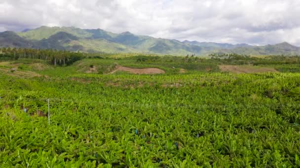 Banánültetvények Mindanao szigetén, Fülöp-szigetek. — Stock videók