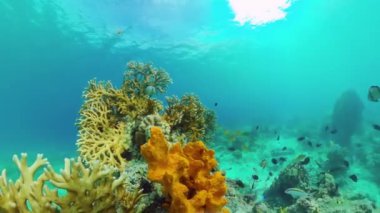 Suyun altında balıklı mercan kayalıkları. Bohol, Filipinler.