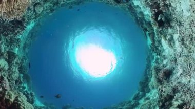 Mercan kayalıkları ve tropikal balıklar. Panglao, Filipinler.