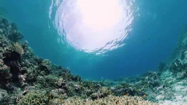 Recifes de corais e peixes tropicais subaquáticos. Bohol, Panglao, Filipinas. — Vídeo de Stock