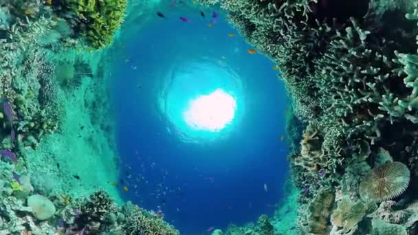 Koraalrif en tropische vissen onder water. Bohol, Panglao, Filipijnen. — Stockvideo