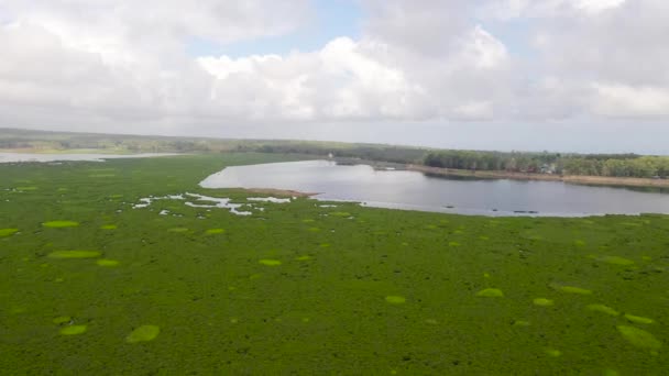 Lago con manglares en la isla de Mindanao, Filipinas. — Vídeos de Stock