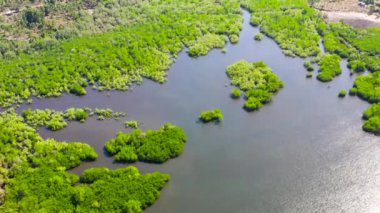 Suda yeşil mangrovlar.