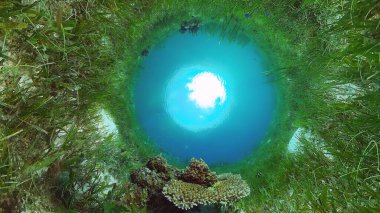 Mercan resifi ve tropikal balıklar su altında. Bohol, Panglao, Filipinler.