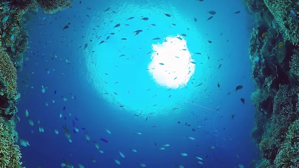 Recifes de coral com peixes subaquáticos. Bohol, Filipinas. 4k vídeo. — Fotografia de Stock