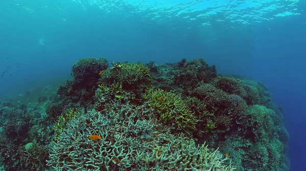 Suyun altında balıklı mercan kayalıkları. Bohol, Filipinler.