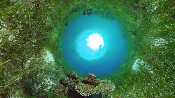 Mercan resifi ve tropikal balıklar su altında. Bohol, Panglao, Filipinler.