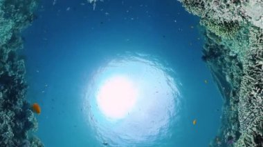 Mercan kayalıkları ve tropikal balıklar. Bohol, Filipinler.