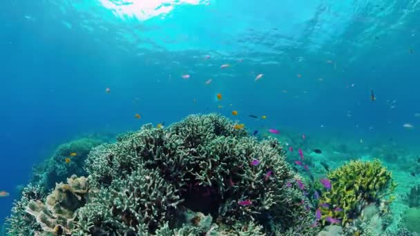 Korallenriff mit Fischen unter Wasser. Bohol, Philippinen. — Stockvideo