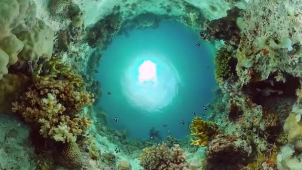 Recifes de coral e peixes tropicais. Bohol, Filipinas. — Vídeo de Stock