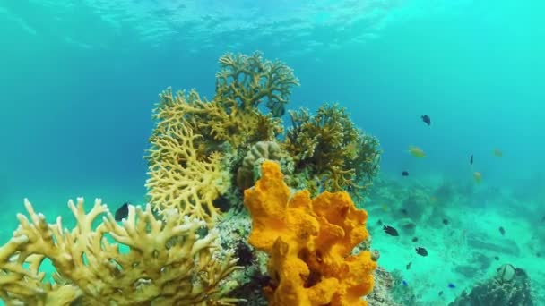 Arrecife de coral y peces tropicales. Panglao, Filipinas. — Vídeo de stock