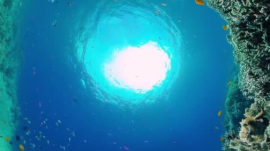 Mercan kayalıkları ve tropikal balıklar. Panglao, Filipinler.