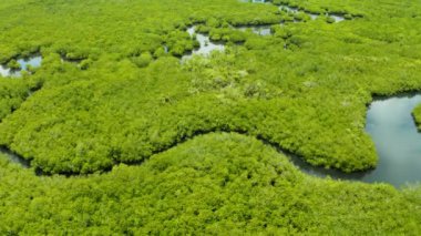 Mangrove ormanının ve nehrin havadan görünüşü.
