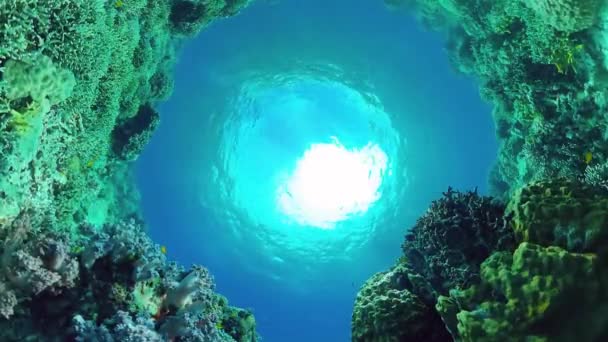 Recifes de coral com peixes subaquáticos. Bohol, Filipinas. — Vídeo de Stock