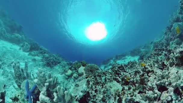 Arrecife de coral y peces tropicales bajo el agua. Bohol, Panglao, Filipinas. — Vídeo de stock