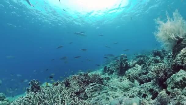 Rafa koralowa i tropikalne ryby. Panglao, Filipiny. — Wideo stockowe