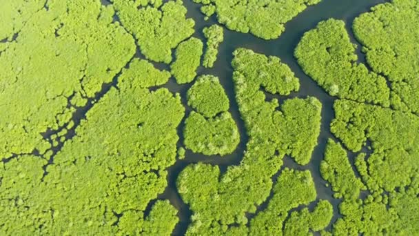 Luchtfoto van Mangrove bos en rivier. — Stockvideo