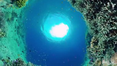 Suyun altında balıklı mercan kayalıkları. Bohol, Filipinler.