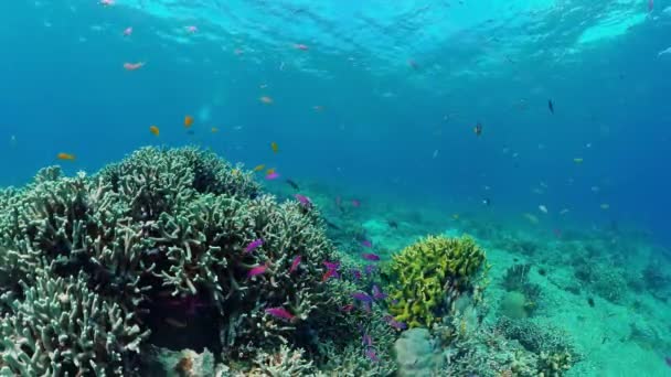 Récif corallien et poissons tropicaux. Bohol, Philippines. — Video