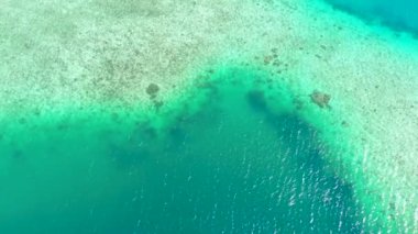 Açık mavi deniz suyundaki mercanlar.