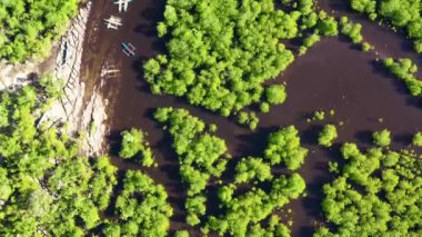 Yeşil mangrovlar. Mindanao, Filipinler.