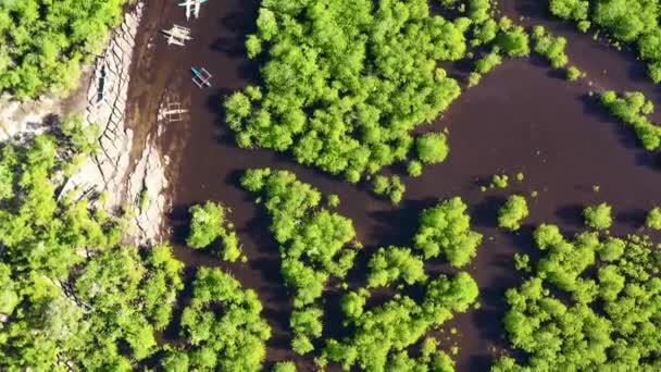 Grüne Mangroven. Mindanao, Philippinen. — Stockvideo