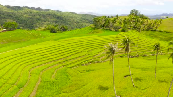 Krásné rýžové terasy. Bohol, Filipíny. — Stock video